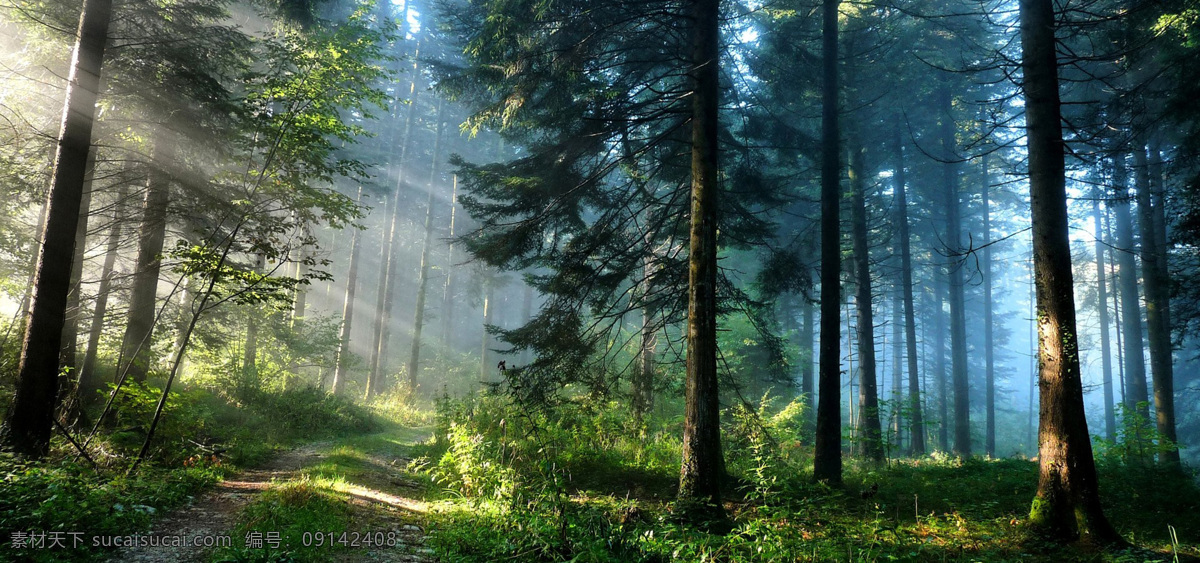 森林 梦幻 童话 清新 背景 自然生态