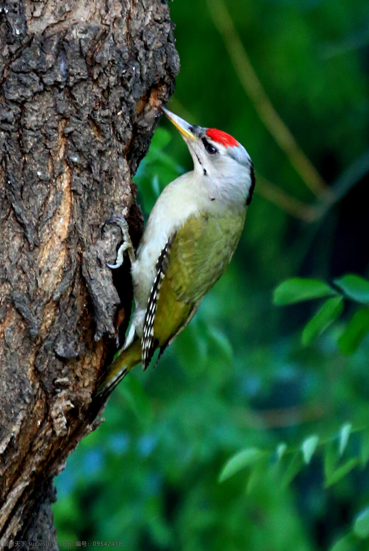绿啄木鸟图片 绿啄木鸟 唯美 生物 动物 可爱 鸟 小鸟 飞鸟 灰头绿啄木鸟 啄木鸟 生物世界 鸟类