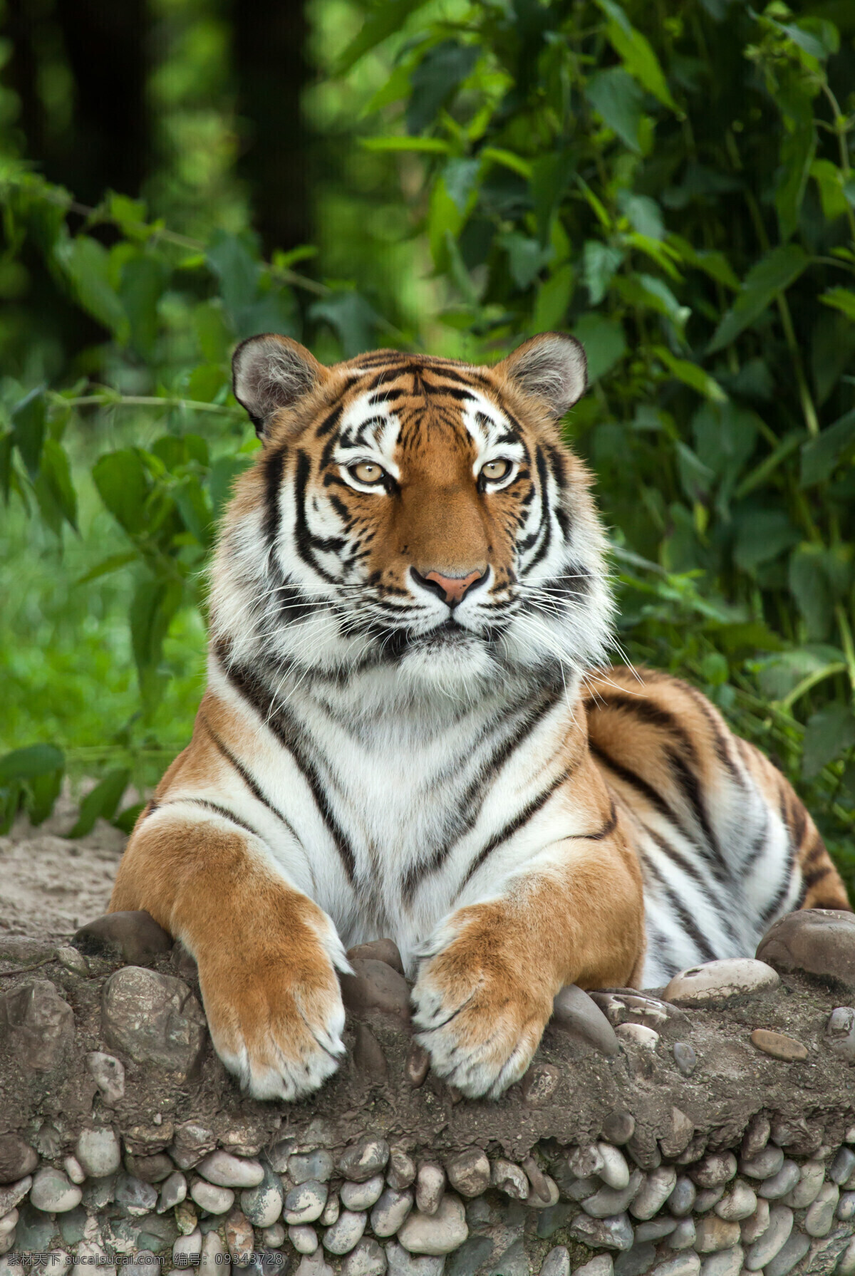 东北 大 老虎 摄影图片 大老虎 野生动物 野兽 生物世界