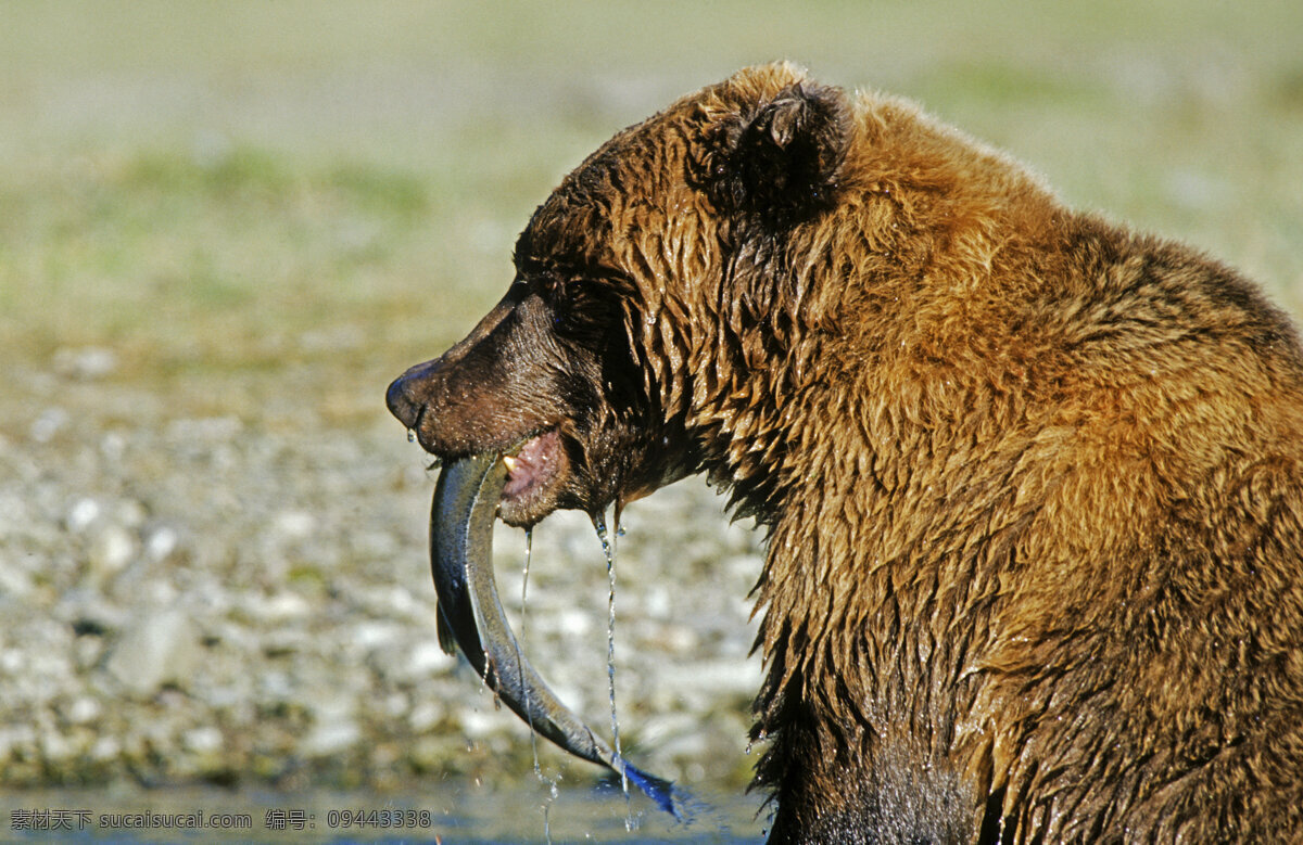 吃鱼的棕熊 脯乳动物 保护动物 熊 狗熊 棕熊 野生动物 动物世界 摄影图 捕鱼 吃鱼 陆地动物 生物世界 黑色
