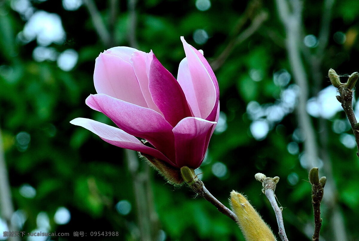 唯美 粉色 木兰花 花卉 花朵 花草 粉花