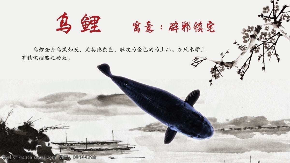 锦鲤简介乌鲤 锦鲤简介 种类 海报 展板 鱼类 锦鲤 观赏鱼 乌鲤简介