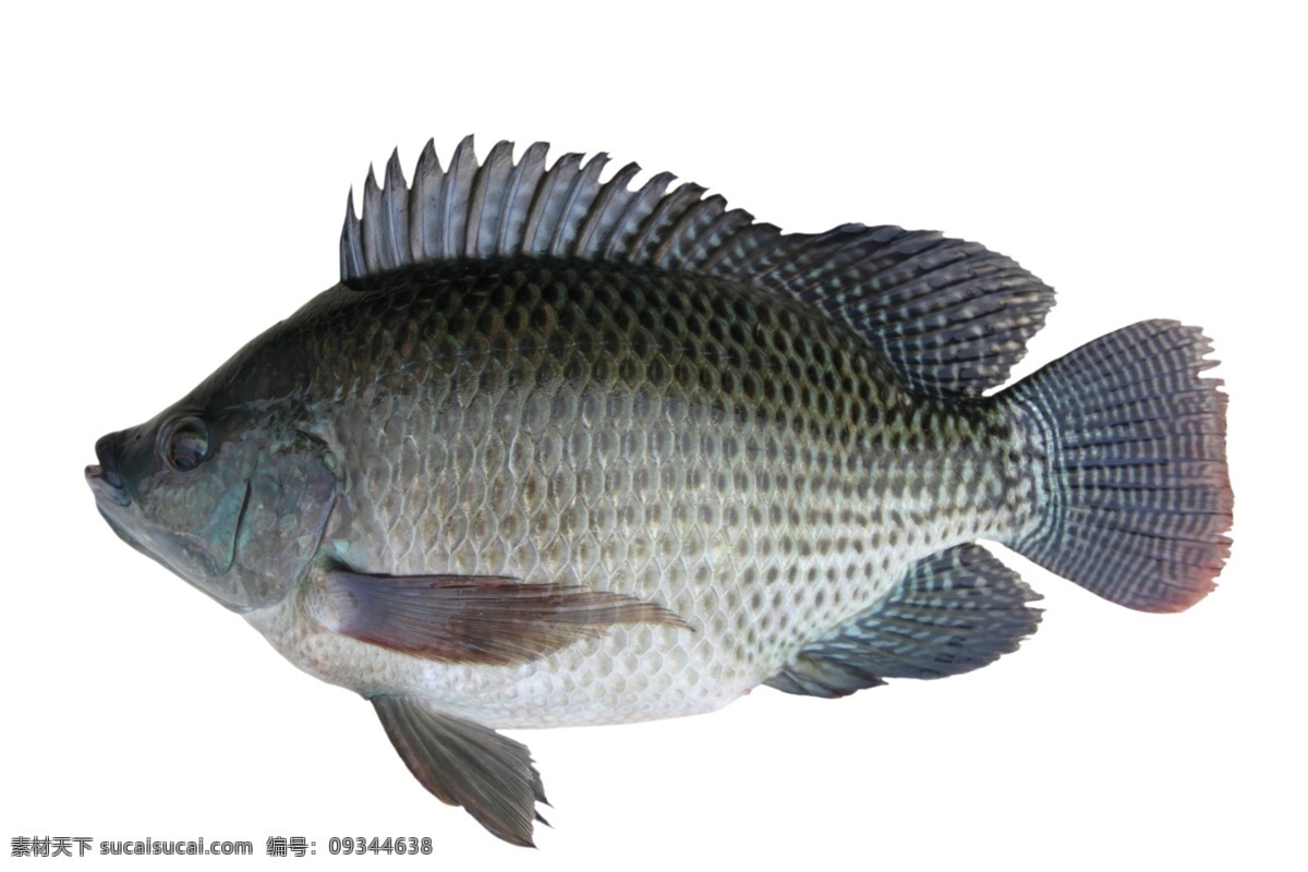 罗非鱼 鱼 海洋生物 鱼类 鱼素材 分层 源文件