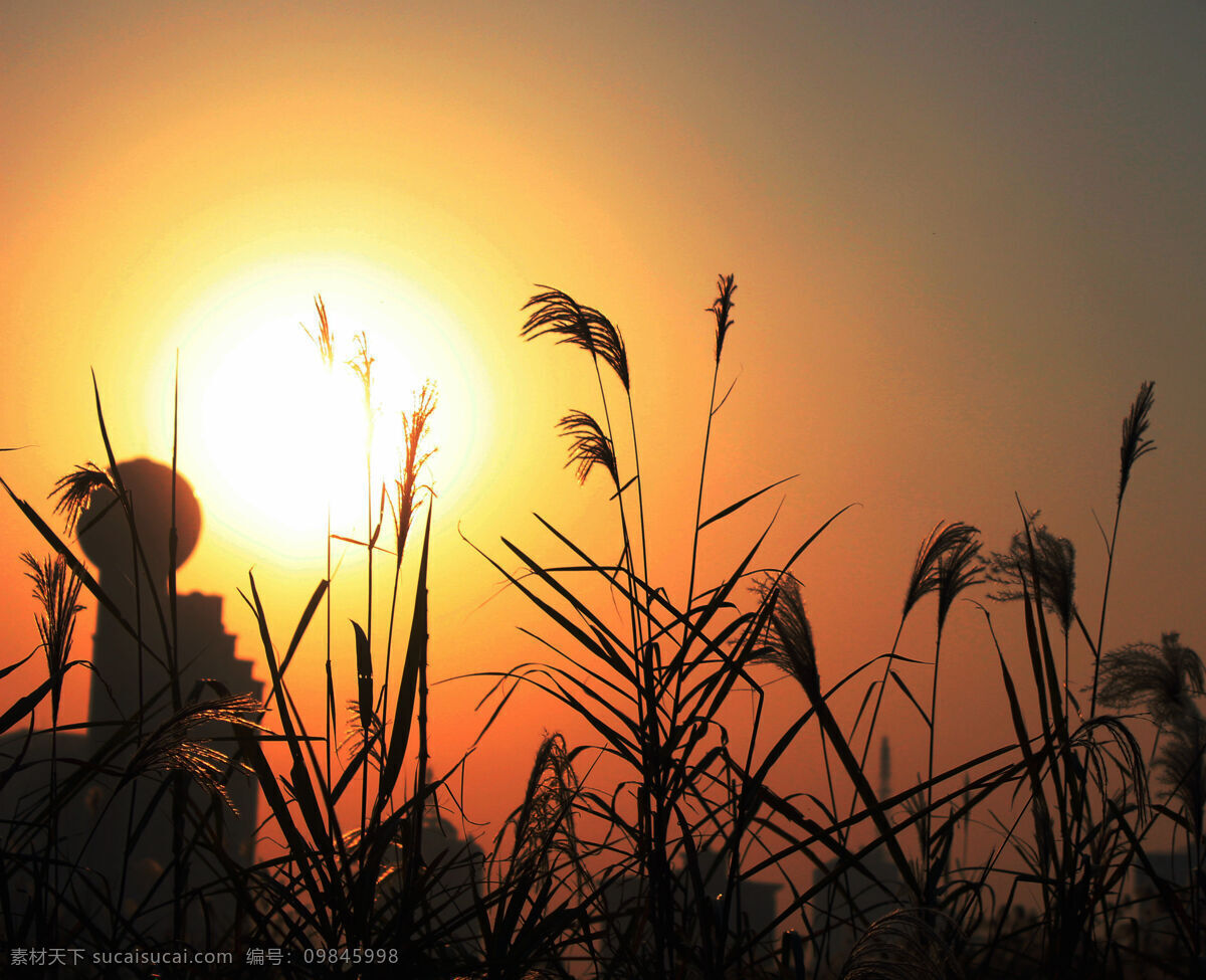 黄昏 夕阳 花草 黄昏夕阳 剪影 建筑 芦苇 泡泡 自然 自然风景 自然景观 psd源文件