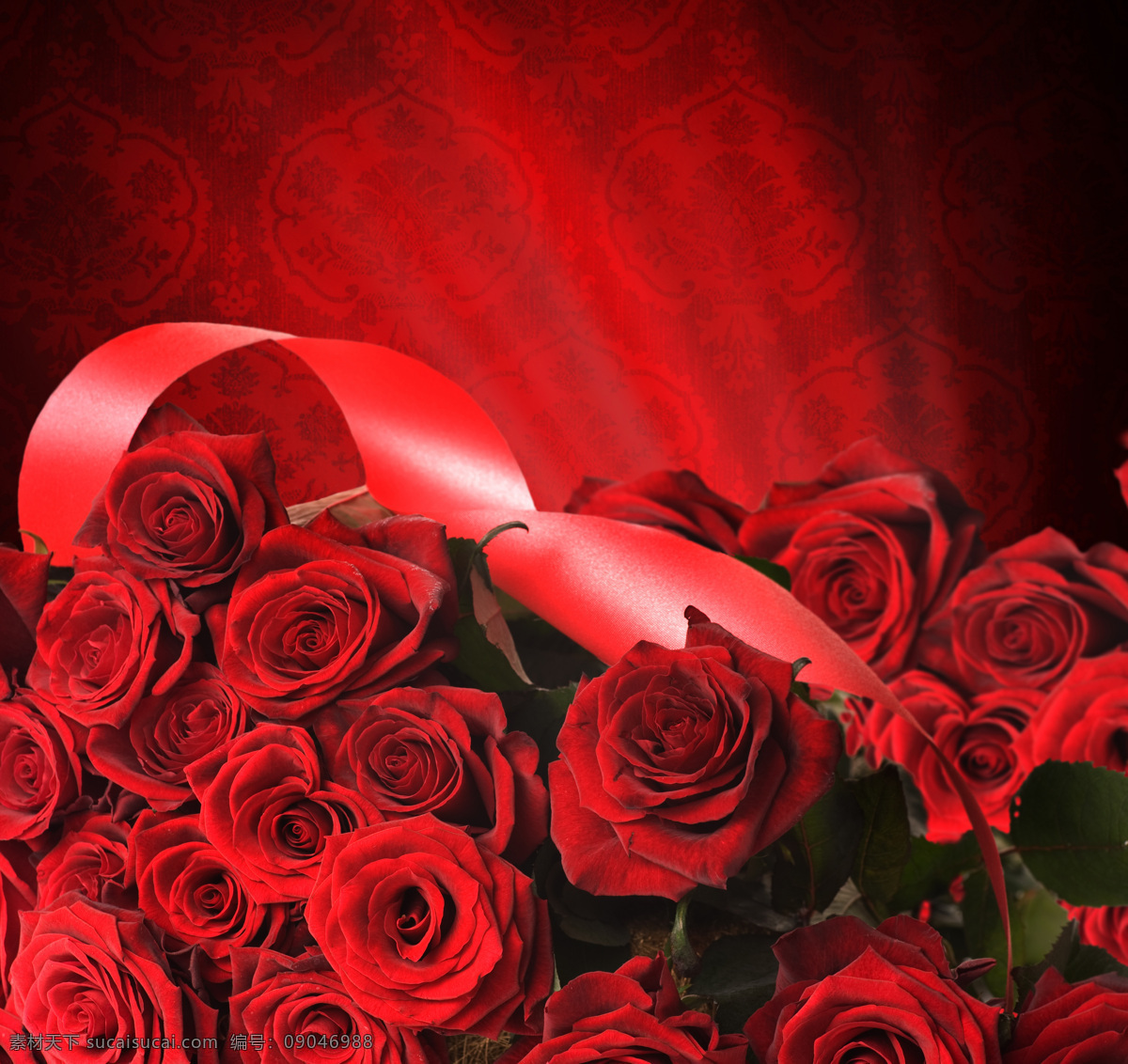 红色玫瑰特写 情人节 玫瑰花 玫瑰 红色玫瑰 花朵 喜庆 浪漫 节日庆典 生活百科