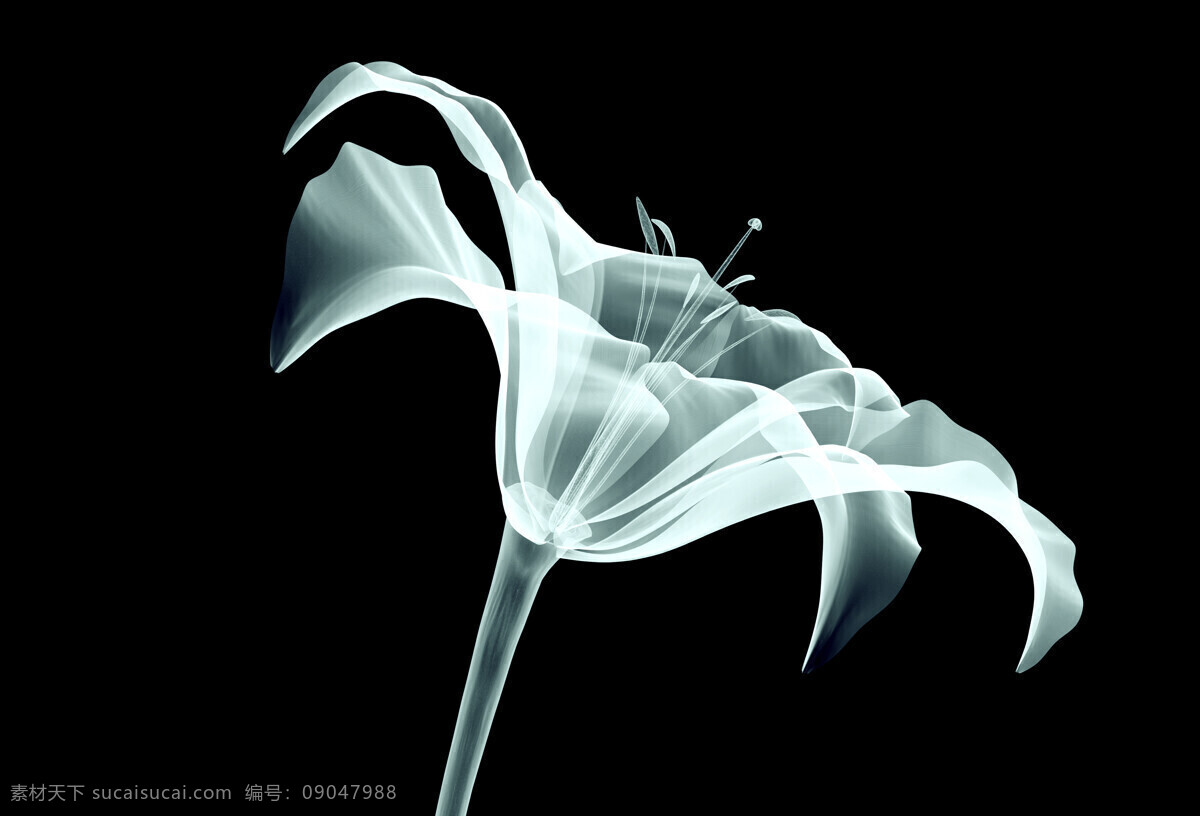 x 射线 扫描 花朵 x射线扫描 花卉 美丽花朵 鲜花 梦幻花朵 其他类别 生活百科