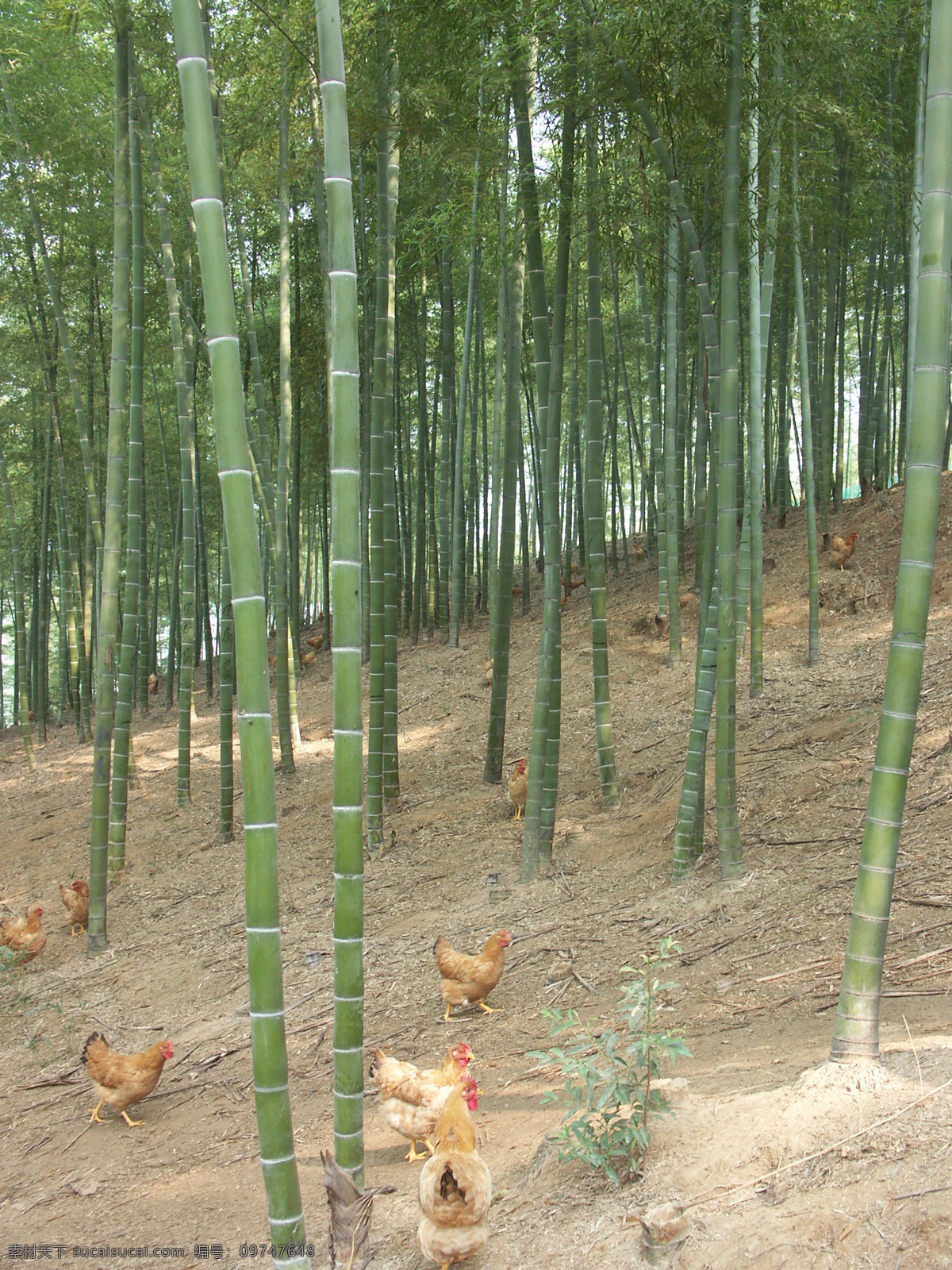 竹林鸡 竹林 山鸡 家禽 生物世界 家禽家畜 摄影图库