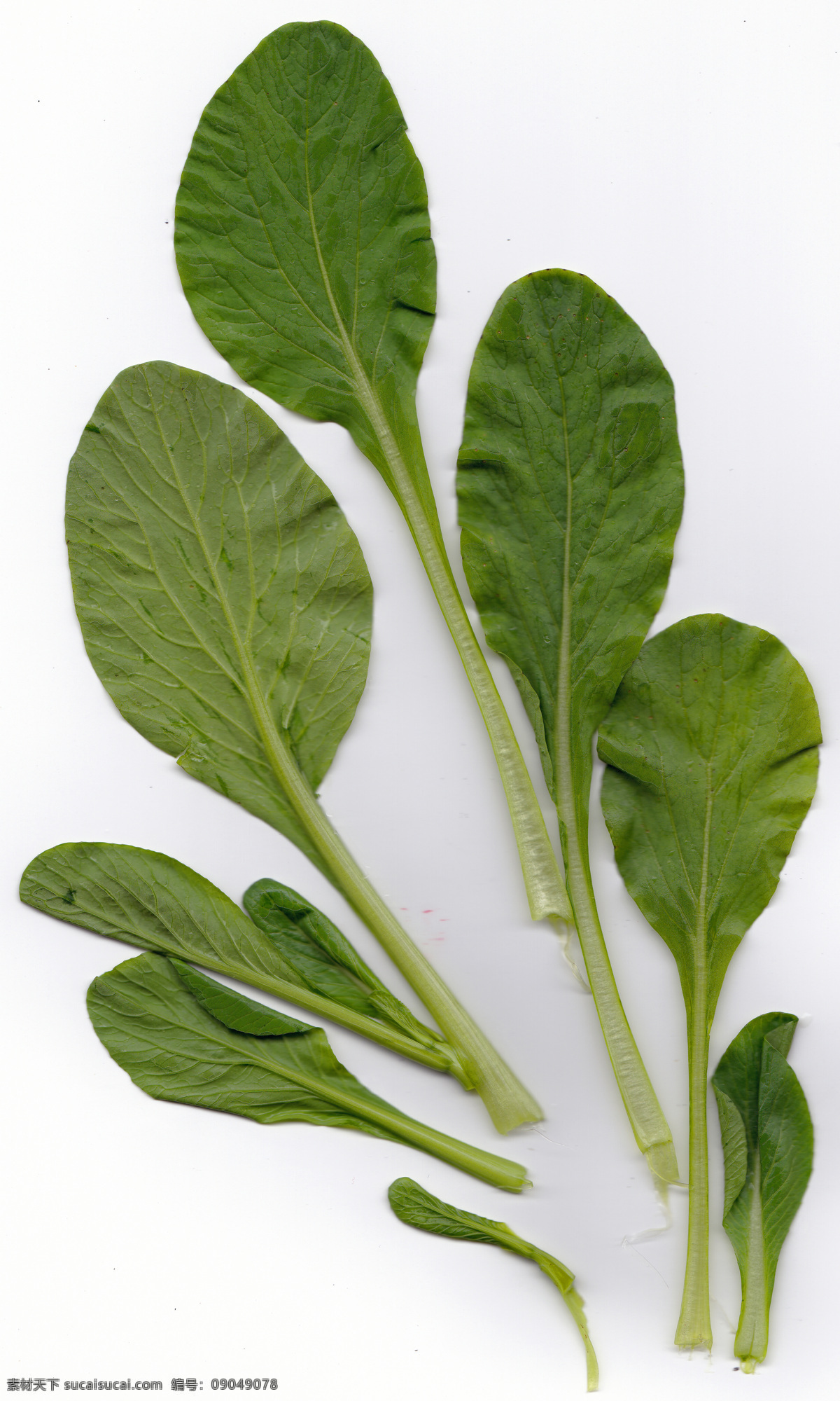 小白菜 叶子 肌理 小白菜叶子 小白菜素材 叶子素材 叶子肌理 肌理纹理底纹 生物世界 蔬菜