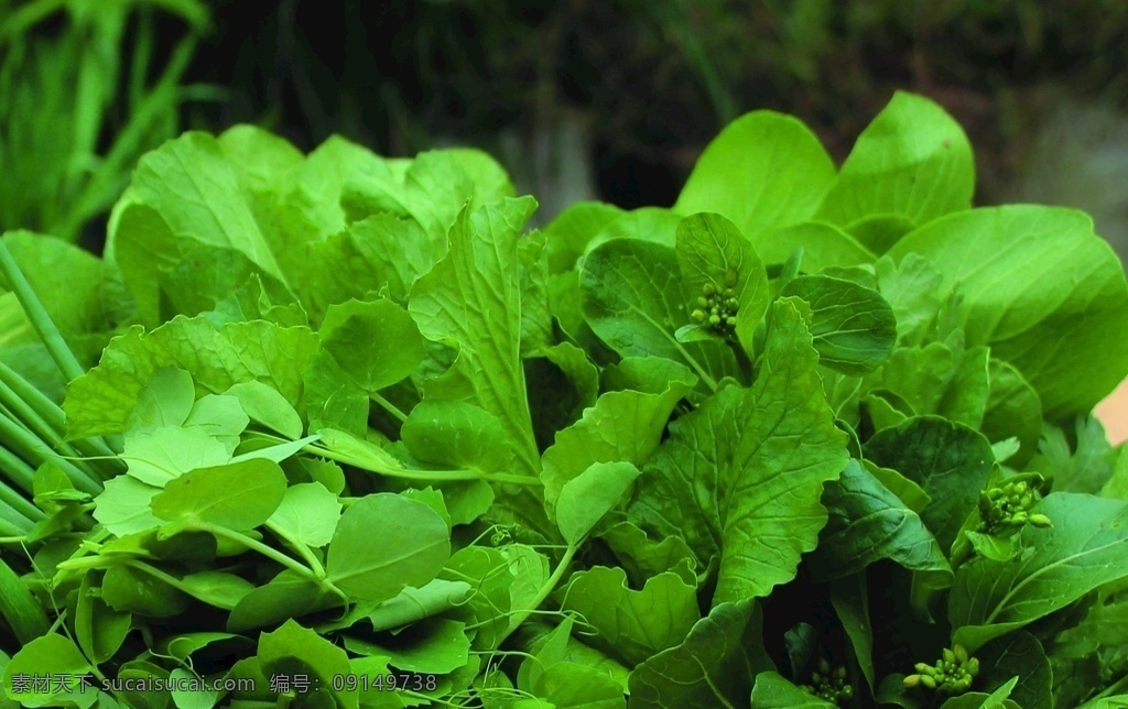 蔬菜图片 蔬菜 白菜 小白菜 绿色蔬菜 摄相机 高清 生物世界
