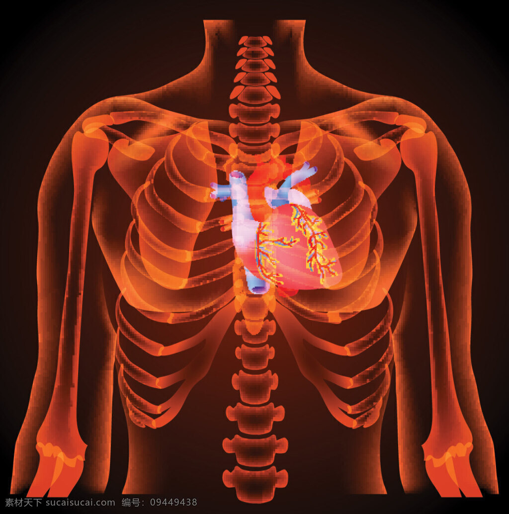人体 心脏 器官 矢量 结构图 名称器官 其他生活百科 矢量素材 黑色