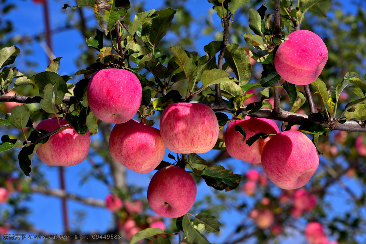 缀满枝头苹果 山地苹果 大红苹果 含糖量大苹果 苹果