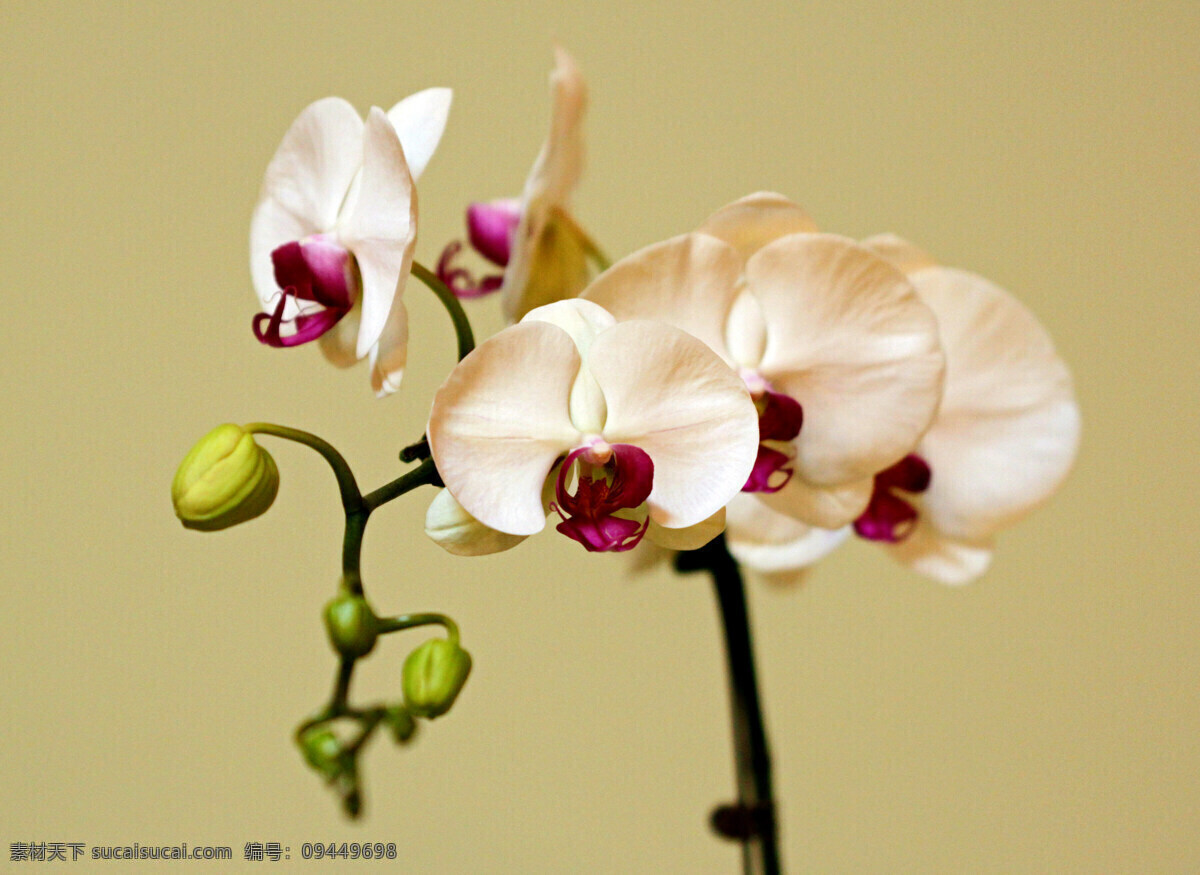 兰花 洋兰 兰花特写 花卉 花草 生物世界