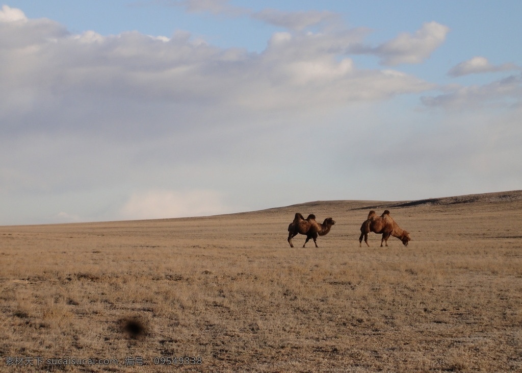 塞外风情 马群 羊群 骆驼 边塞 戈壁滩 美丽的塞外 塞外风景 新疆美景 阿勒泰风光 美丽的草原 草原风光 自然景观 自然风景
