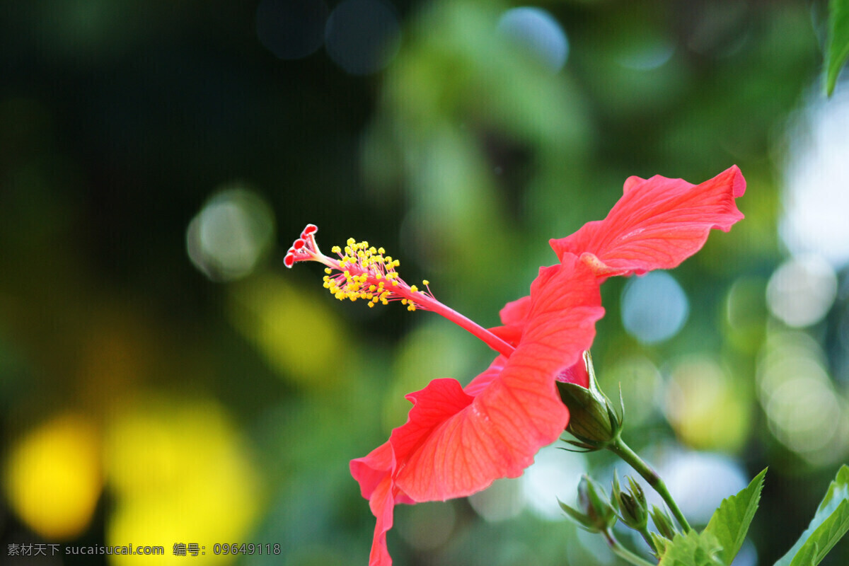 火红的扶桑花