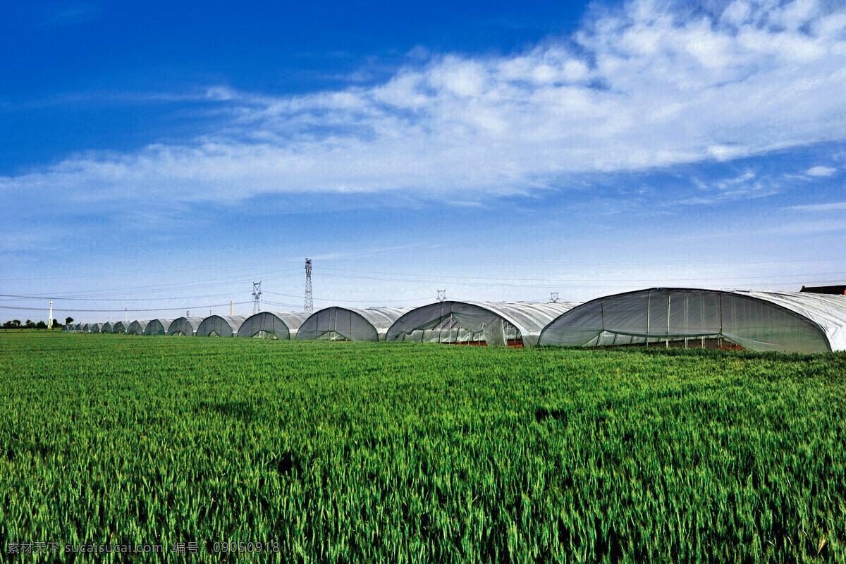 小麦麦田 小麦实验区 优质小麦 麦种 自然景观 田园风光