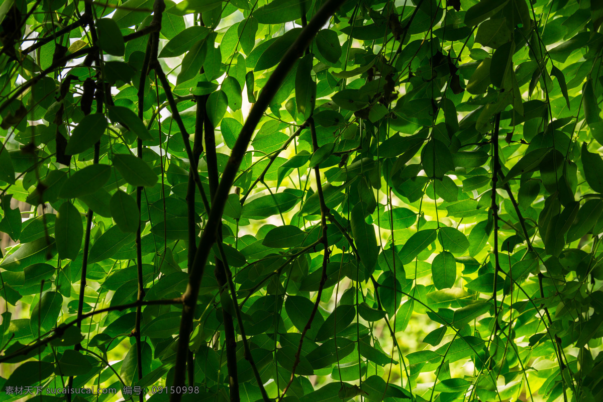 龙爪槐 槐树 林荫 树叶 绿色 植物 夏天 光影 绿叶 枝干 树枝 生物世界 树木树叶