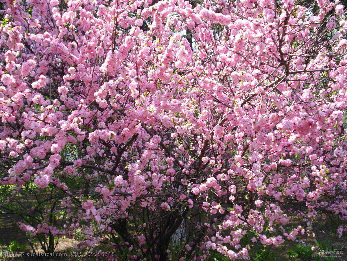 桃花 美景 风景 风景背景 风景花朵 风景画 风景素材 风景图 桃花背景 桃花图片 桃花源 自然景观 自然景观图片 生活 旅游餐饮