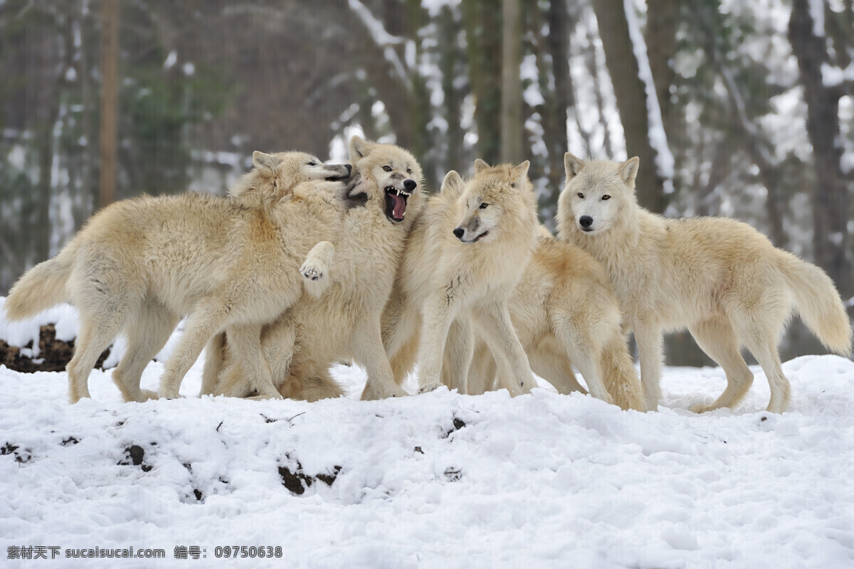 野狼 灰狼 狼群 北美灰狼 狼 食肉动物 黄石国家公园 野生动物 生物世界