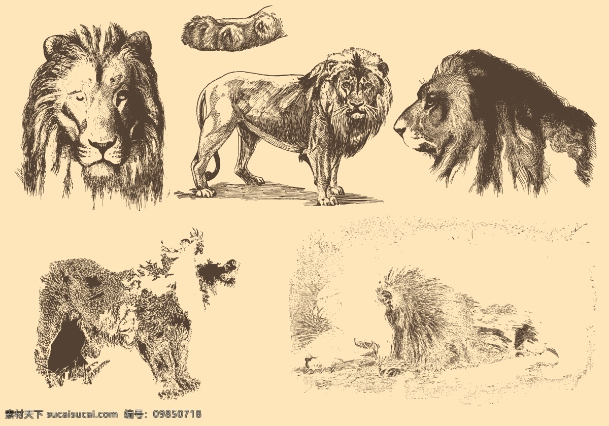狮子 老 风格 图纸 木刻 动物 非洲 动物园 蚀刻 自然历史 裁剪 自然主义 绘画 插图 白色背景 复古 背景 种类 皇家 野生 野生动物 自然 生态 孤立 刻 1900 世纪 非洲哺乳动物 vecteu 博物学家 国王 雕刻 第十九 古玩 古 狮子猖獗