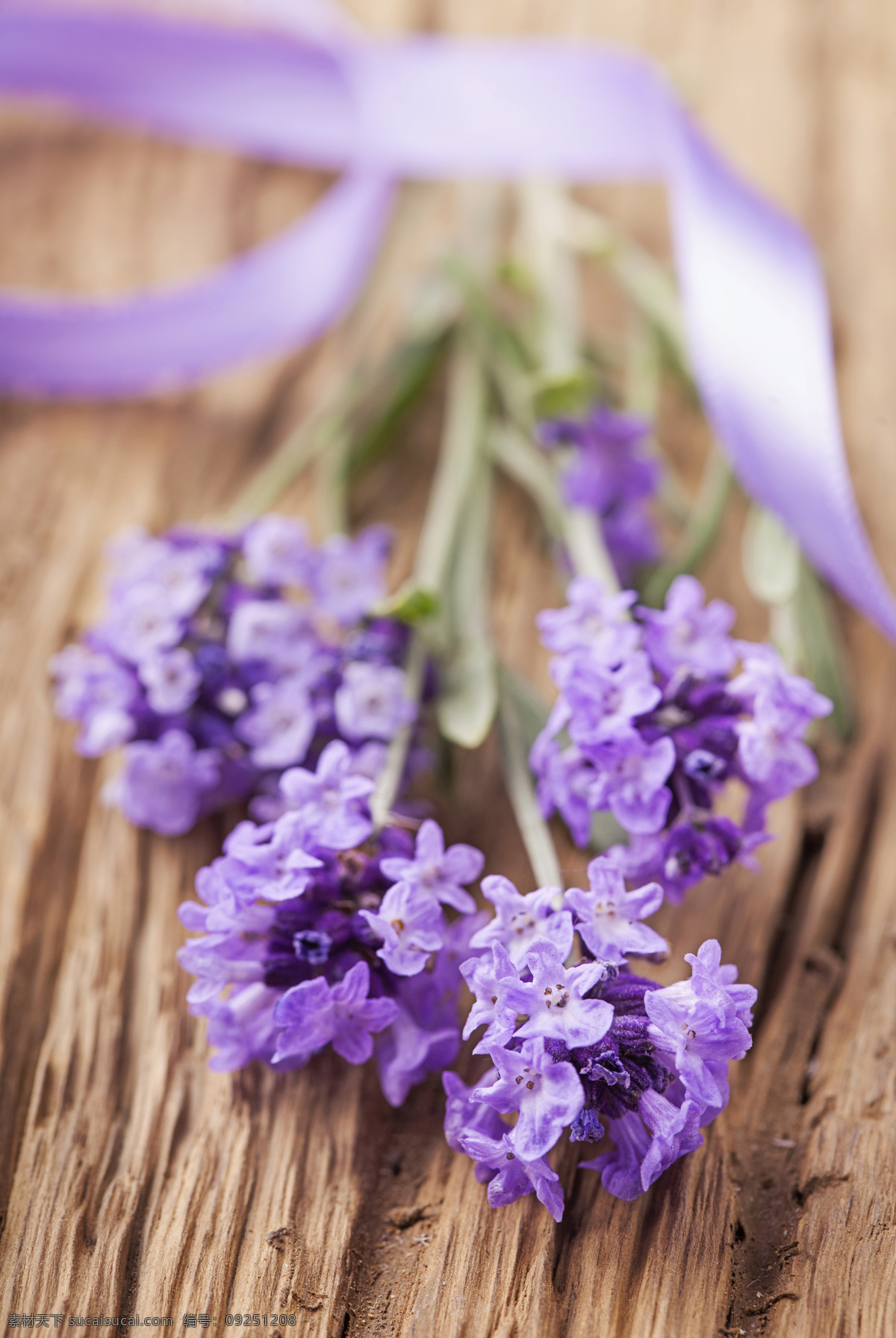 木板 上 花束 薰衣草 花朵 花草树木 生物世界