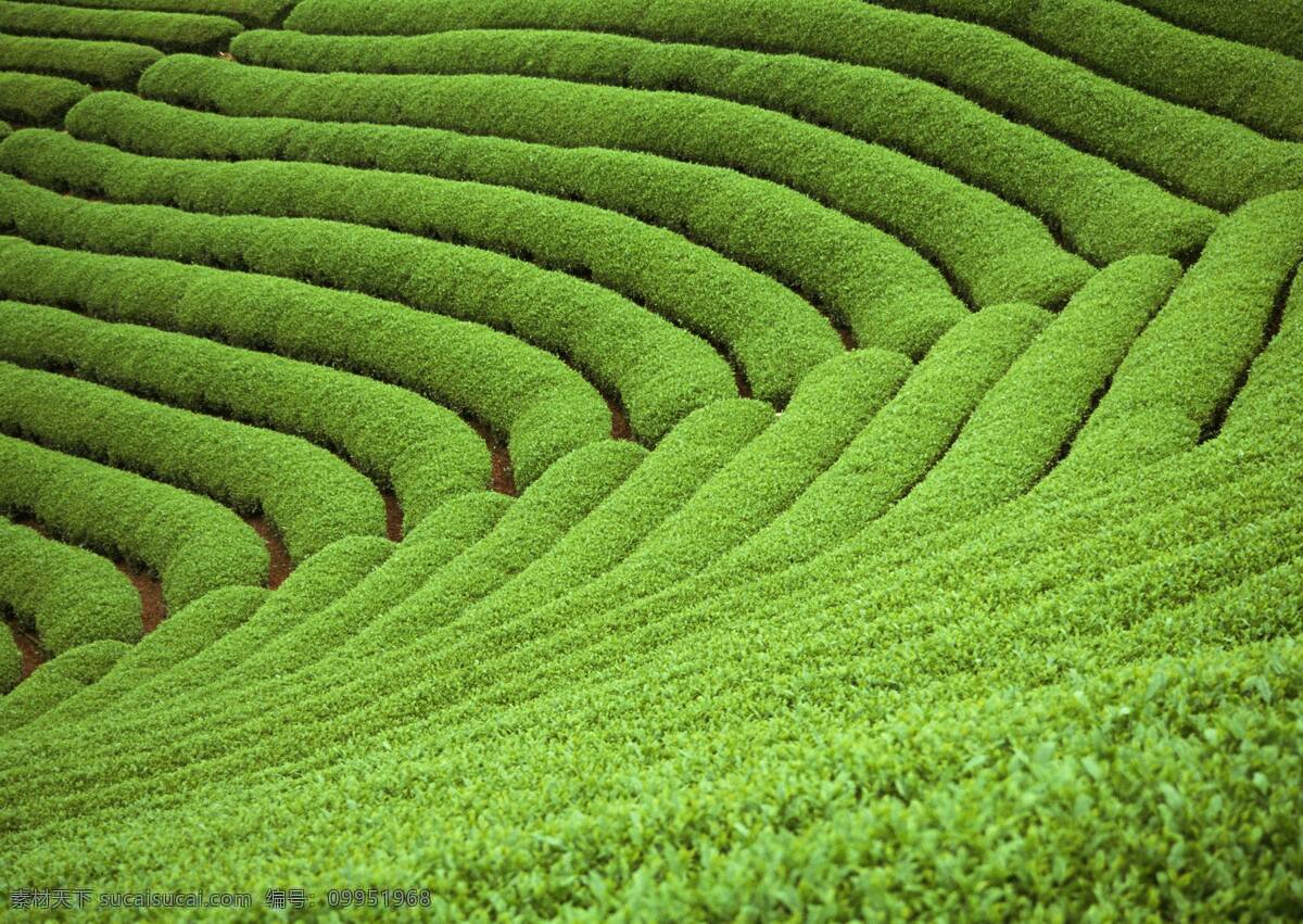 茶叶 茶叶山 梯田 绿色风景 茶叶树 采茶 风景 景色 自然景观 自然风景