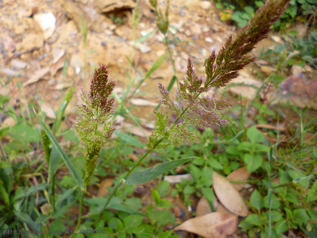 棒头草 杂草 野草 药材 植物 叶子 生物世界 花草