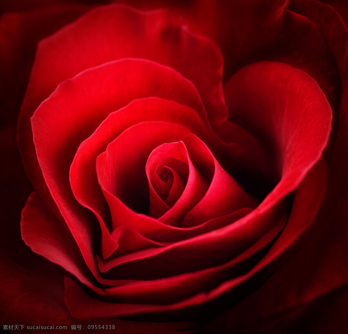 高清 浪漫 红色 玫瑰花 背景 鲜花 玫瑰 红花 花