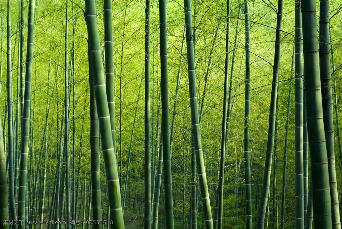 高清 绿色 竹林 风景图片 竹子 绿竹 绿色竹林 绿竹林