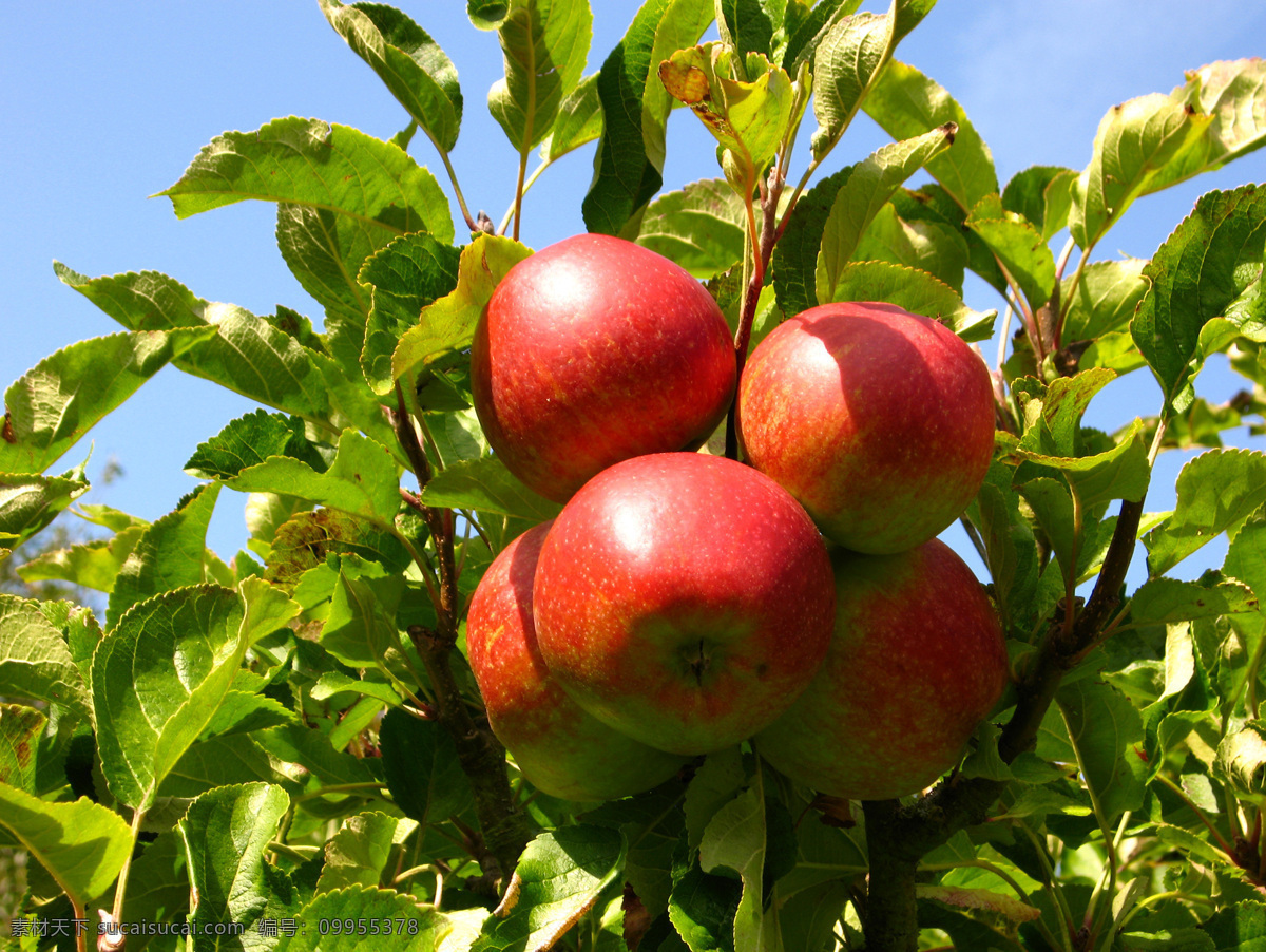 树上的苹果 苹果 苹果树 树叶 果实 硕果累累 水果 红苹果 红富士 山东苹果 树梢 树枝 枝繁叶茂 摄影图片 生物世界