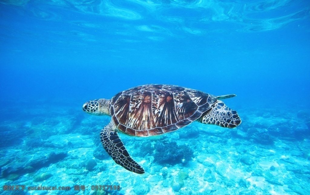 游弋的海龟 海龟 乌龟 大海龟 生物世界 海洋生物