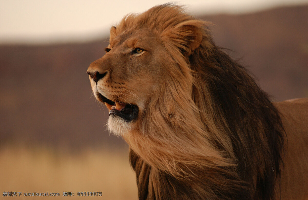 狮子 狮王 百兽之王 猛禽 野生动物 保护动物 草原动物 肉食动物 哺乳动物 摄影素材 生物世界