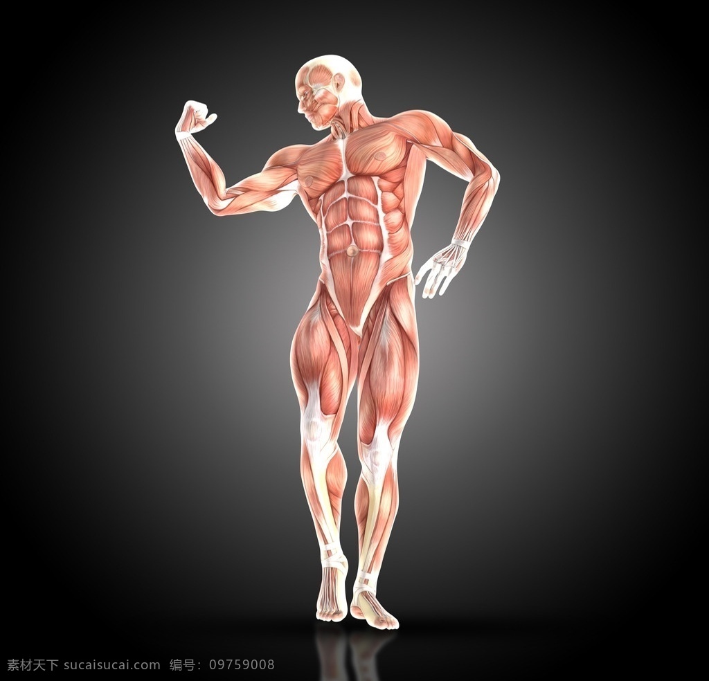 运动肌肉图 运动图 肌肉图 运动肌肉 肌肉运动 肌肉 运动 人体肌肉 肌肉示意图 肌肉展示 肌肉效果图 文化艺术 体育运动