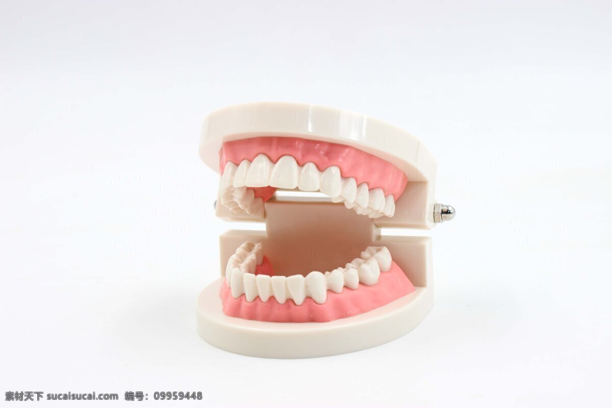 牙齿模型 牙齿 模型 教学 假牙 科研 蛀牙 美白 龋齿 虫吃牙 牙医 病理 生活百科