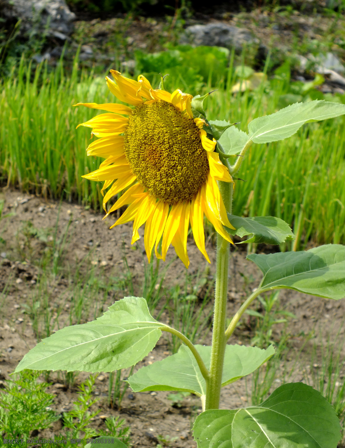 向日葵 花草 花朵 花卉 生物世界 夏天 植物 根河市 蔬菜地