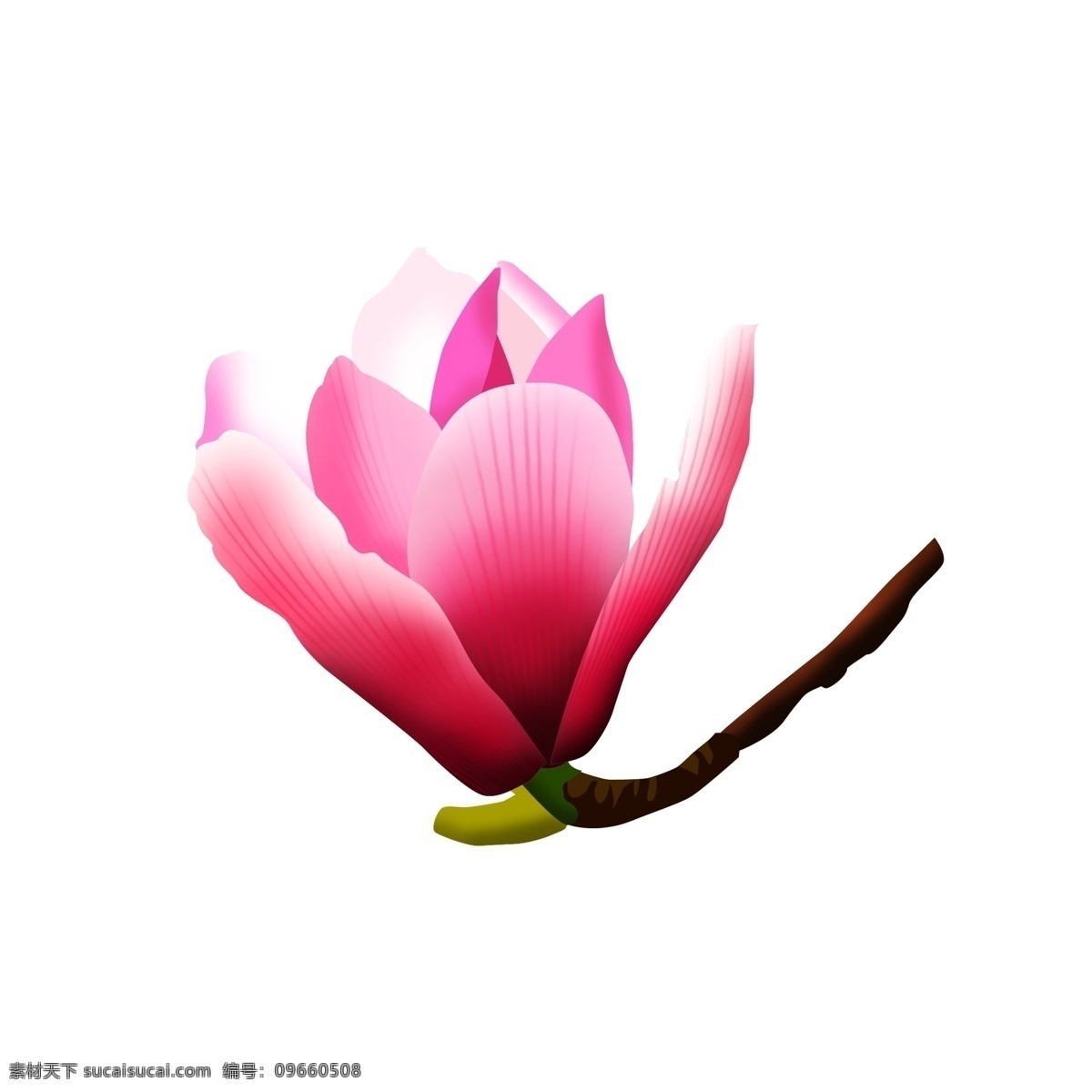 免 扣 卡通 玉兰 花朵 玉兰花 花卉 花卉装饰画 水彩花卉 花鸟 卡通玉兰花 手绘玉兰花