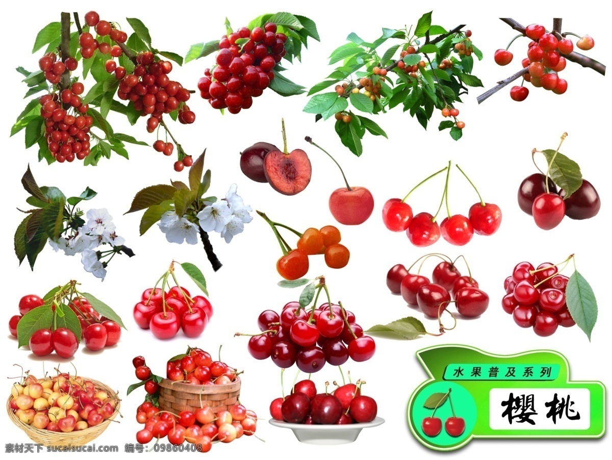 水果图片 水果 樱桃 水果素材 樱桃素材