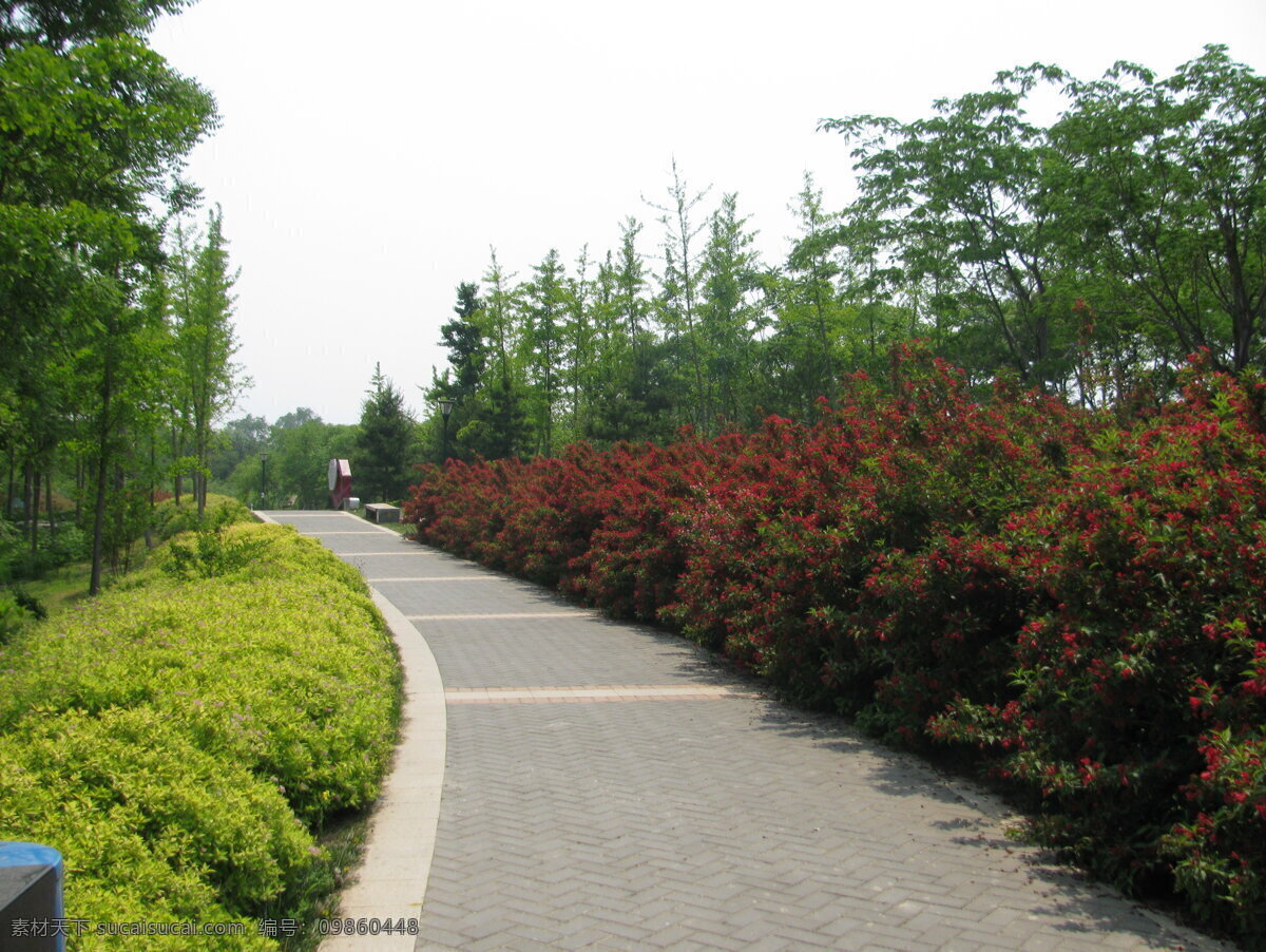 小路 锦带花 风景 林荫小路 自然景观 植物 花草 树木 绿化景观 园林绿化 小路栈道 建筑园林 园林建筑