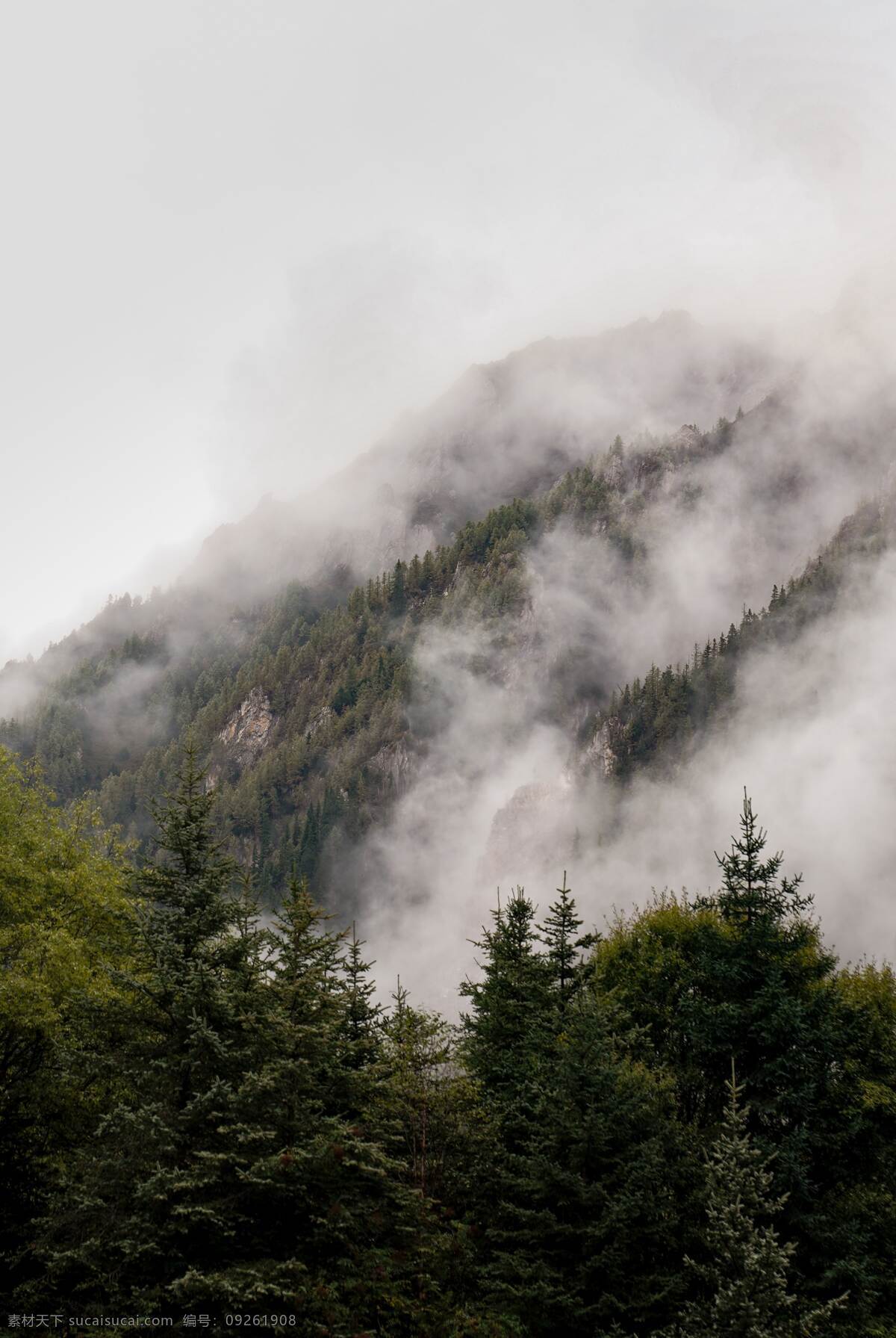 云雾森林图片 云雾 森林 针叶林 云雾缭绕 雨后 高山 数目 森林景观 薄雾 云山雾海 植物 壁纸 风景 自然风光 绿色植物 茂密 云雾天气 云雾树林 自然景观 山水风景