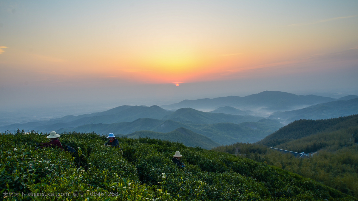 清晨 茶园 薄雾 风景