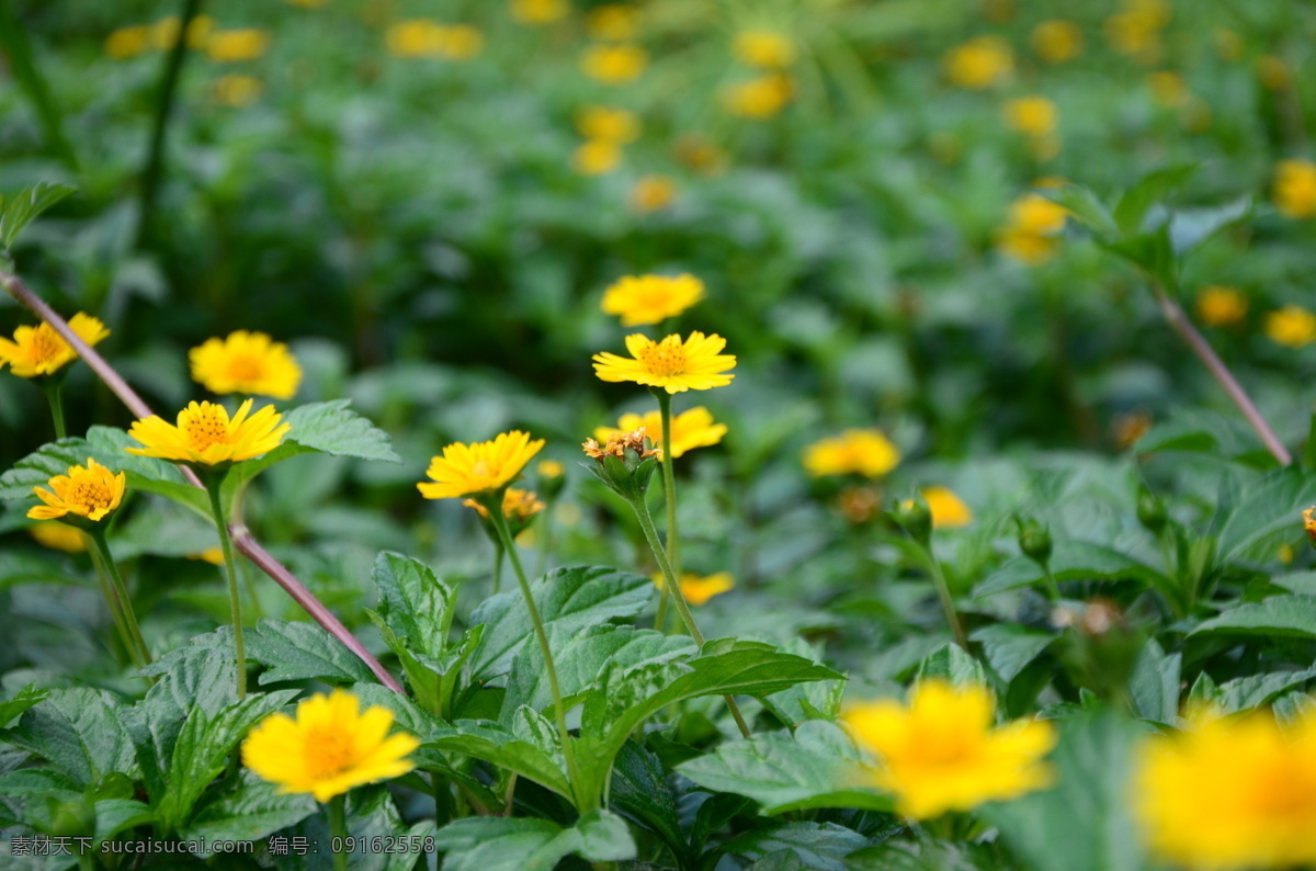 花 花卉 菊花展 秋菊 菊花 一堆小黄花 品种花 小菊花 植物 生物世界 花草