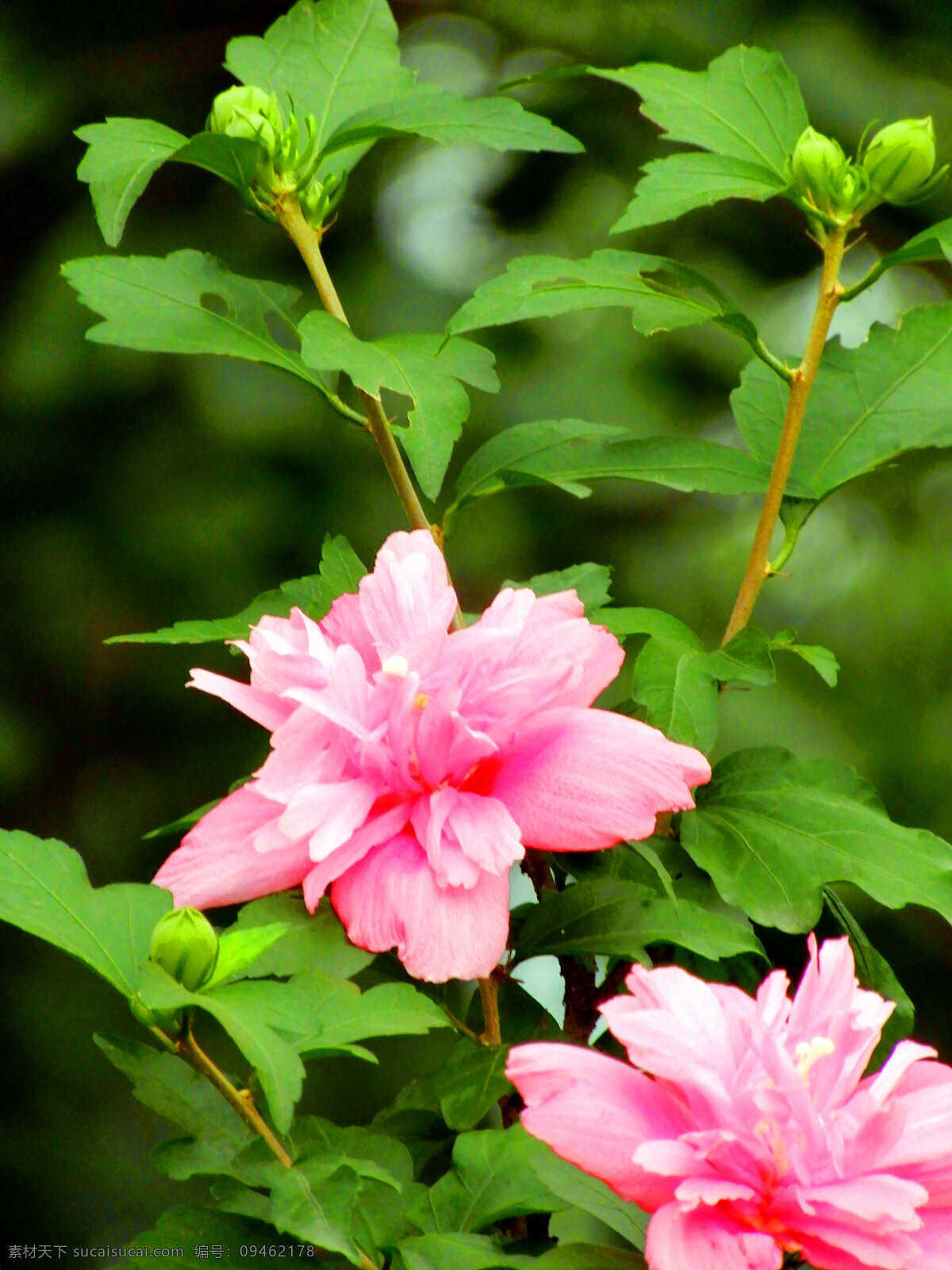 木槿花 花朵 花瓣 盛开 鲜花 粉色 绿叶 叶子 生物世界 花草