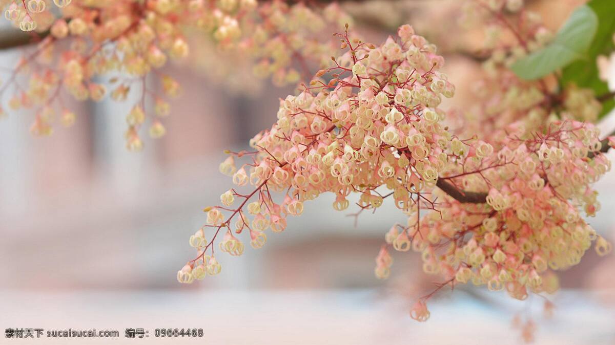 唯美 苹婆 花 高清 花朵 花卉 花枝 花串 小花