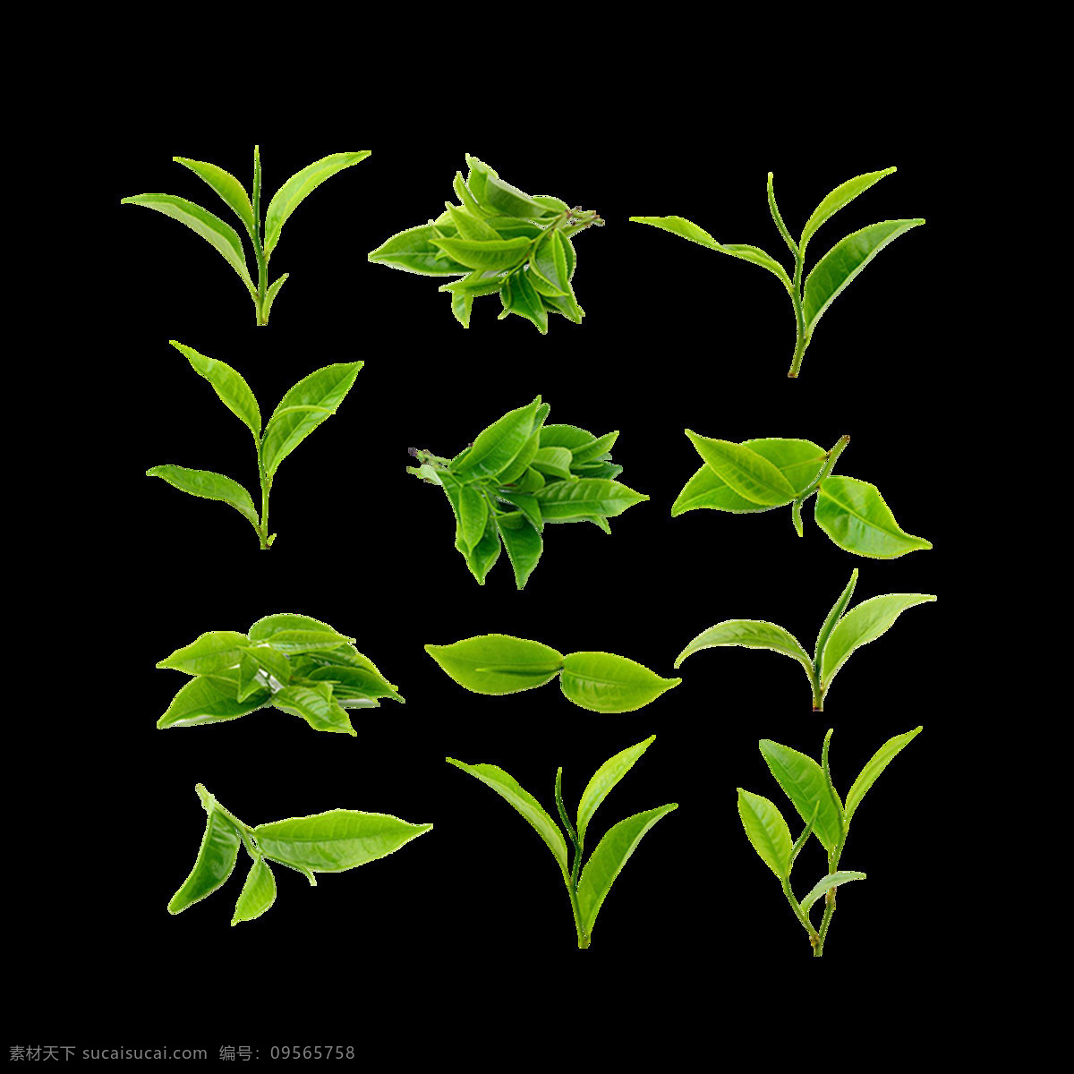 小 清新 绿叶 生长 元素 手绘 小清新 生机 植物 免抠