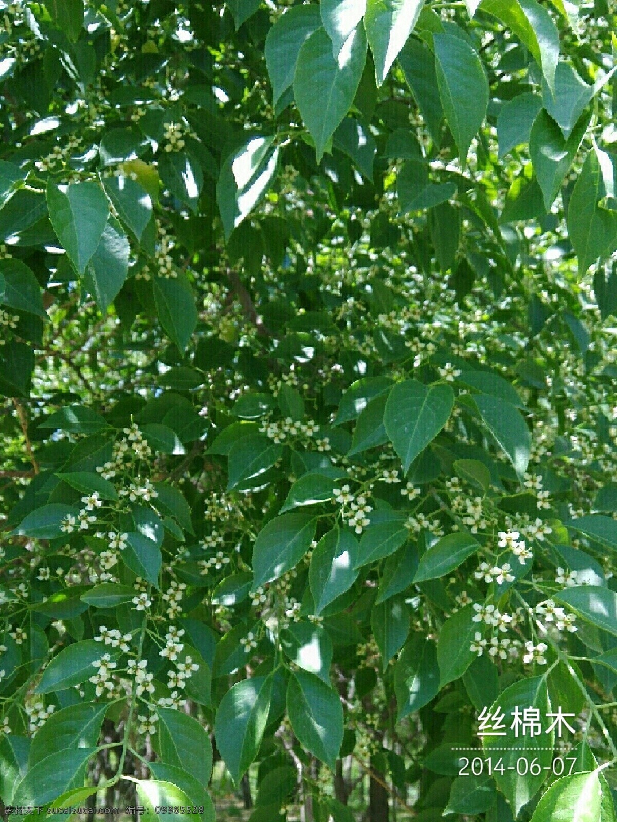 丝棉木 园林植物 园林树木 树木 桃叶卫矛 树木树叶 生物世界