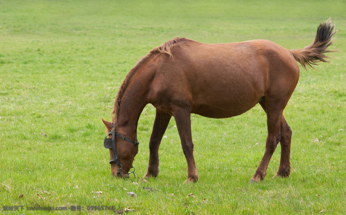 草原 上 吃 草 骏马 马 马匹 吃草 青草 绿地 摄影图库 高清图片 陆地动物 生物世界