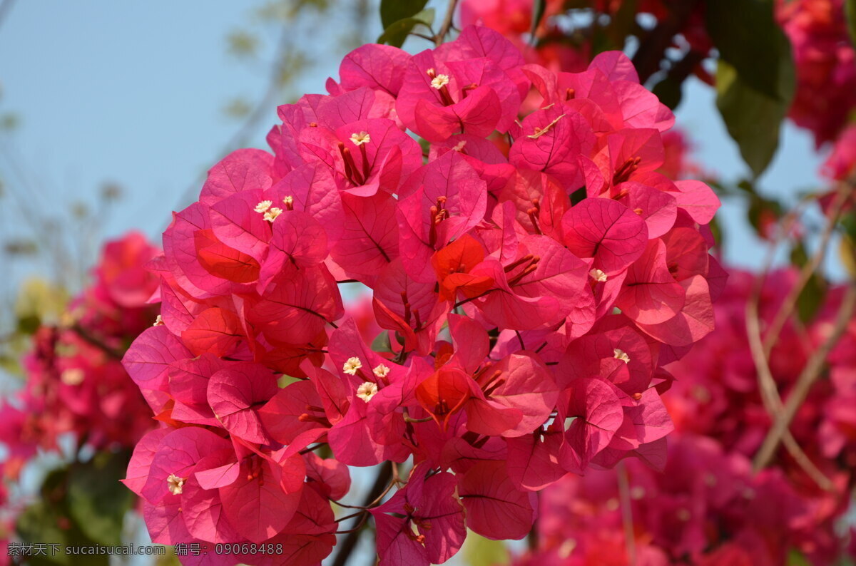 红灿灿 杜鹃花 高清 杜鹃花图片 红色花朵 唯美花朵 浪漫花朵 红色鲜花