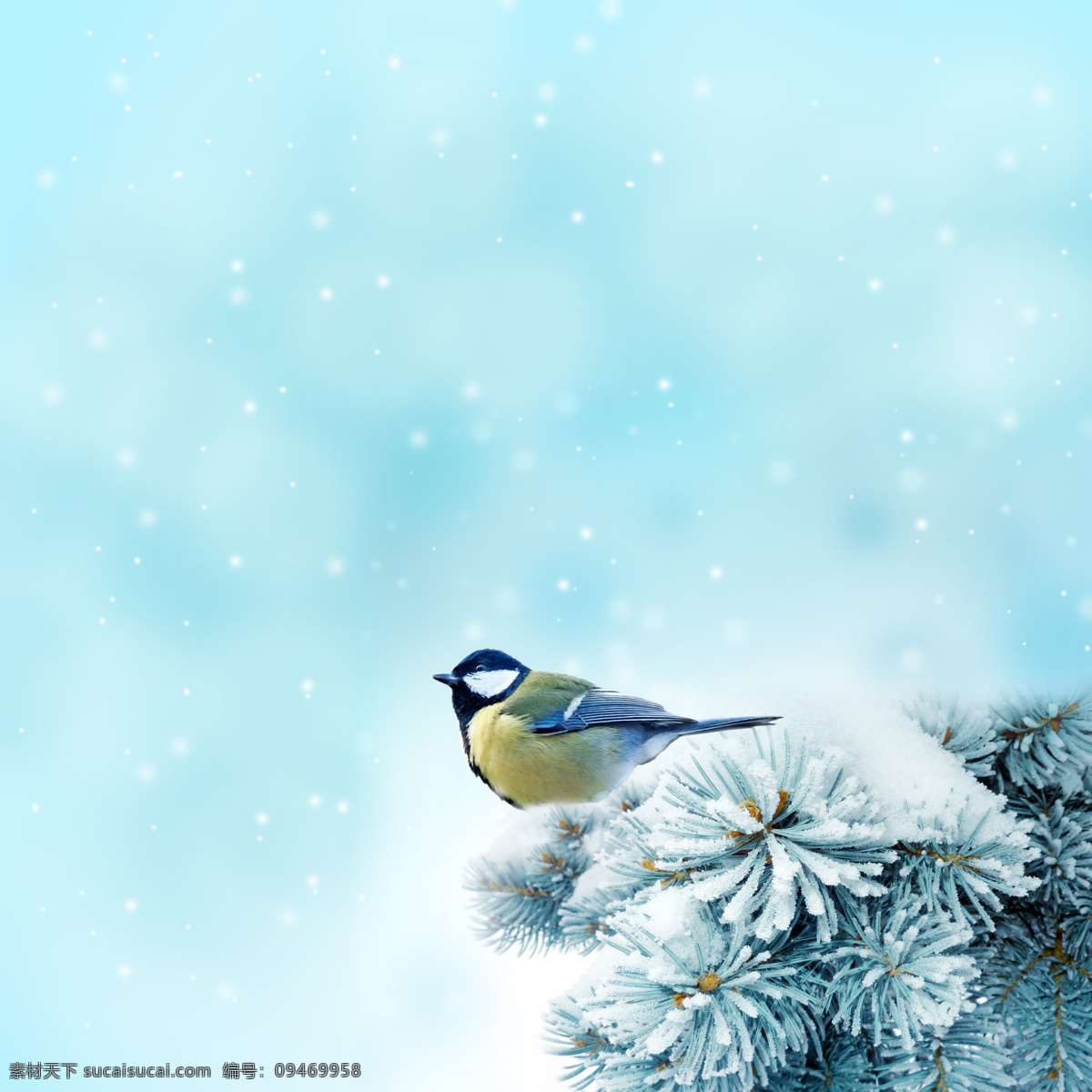冬季 雪景 松枝 上 黄鹂 高清 雪花 高清图片 设计素材 尺寸 像素