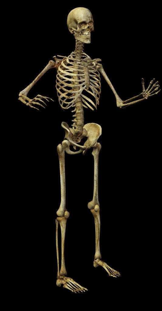 骷髅骨架模型 骷髅骨架 骨头 分层 源文件