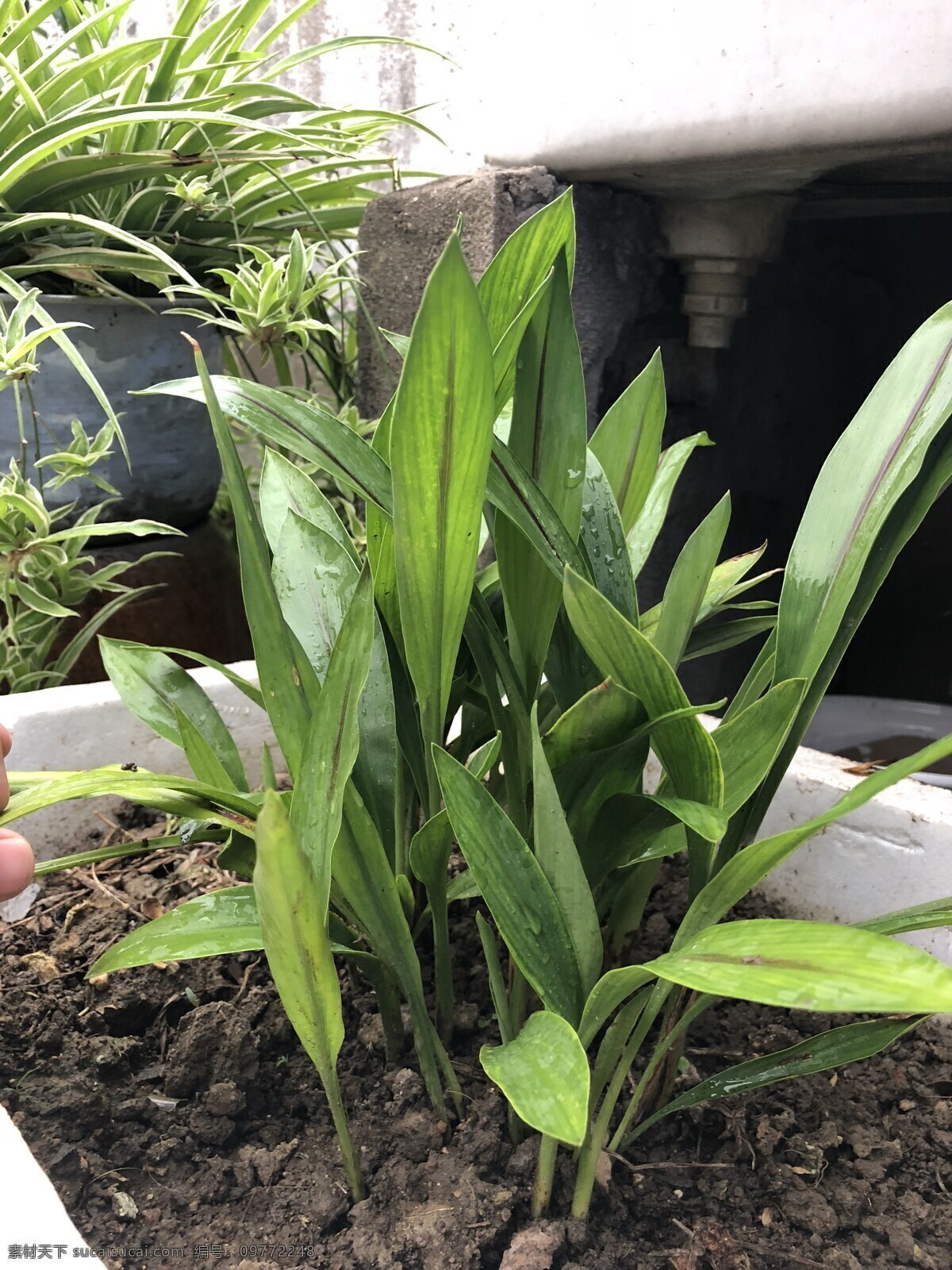 植物 姜荷花 绿 生长 花卉 餐饮美食