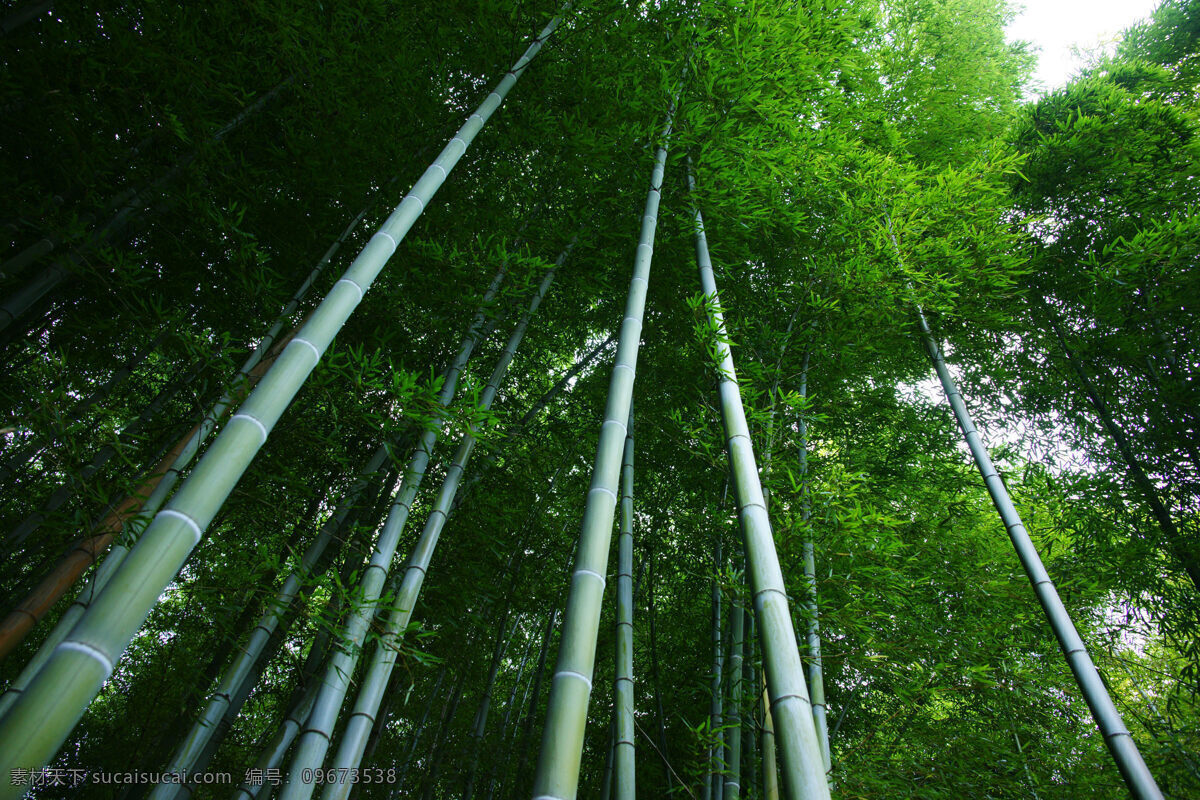 竹林 大自然 绿色 清新 摄影图库 生活百科 生活素材 竹 自然 矢量图 日常生活